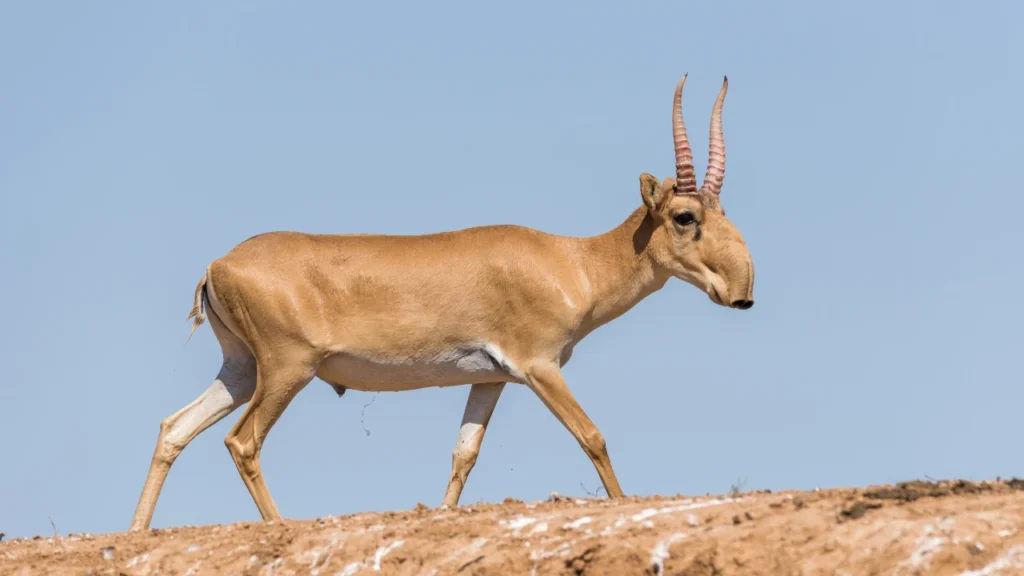 Powerful Antelope Names
