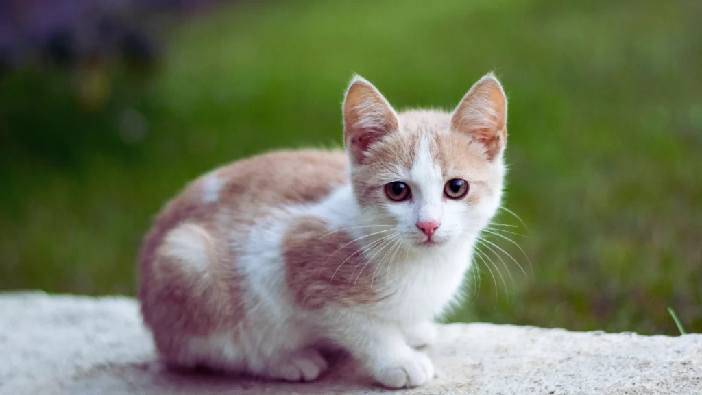 Pretty Female Cat Names