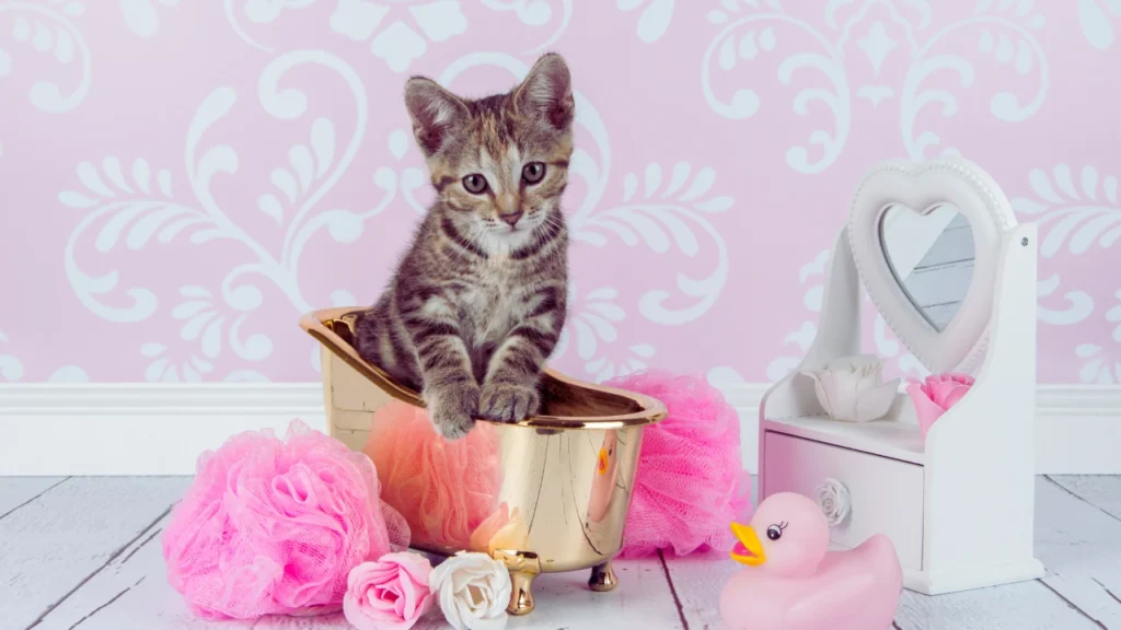 Silly Cat Names