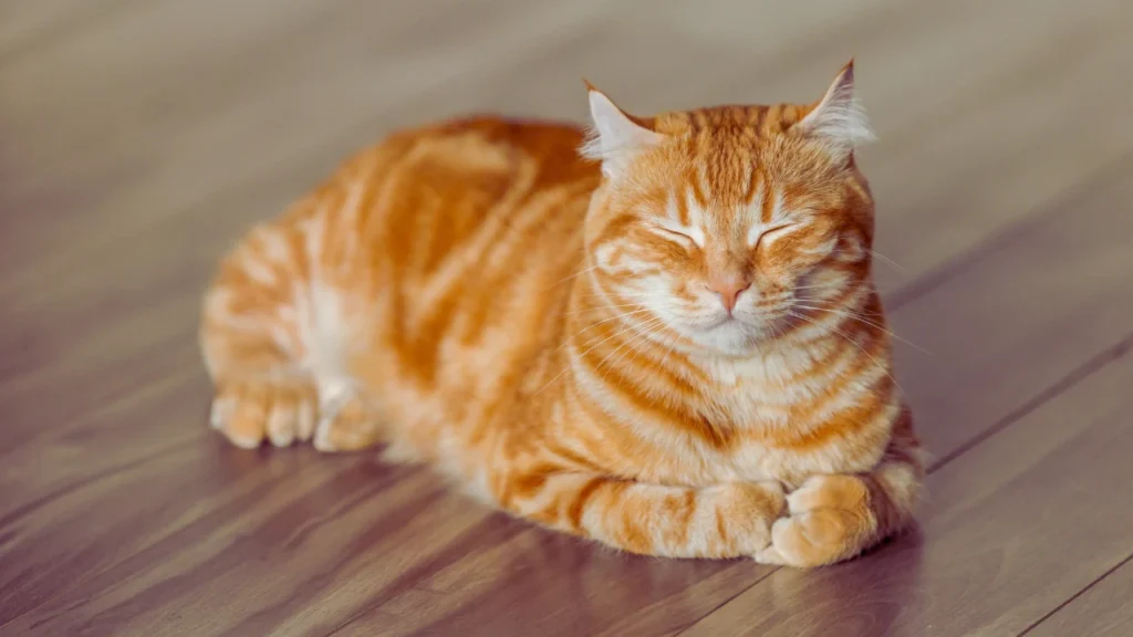 SkyClan Warrior Cat Names