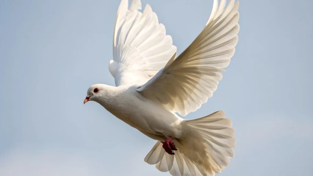 Spiritual Dove Names