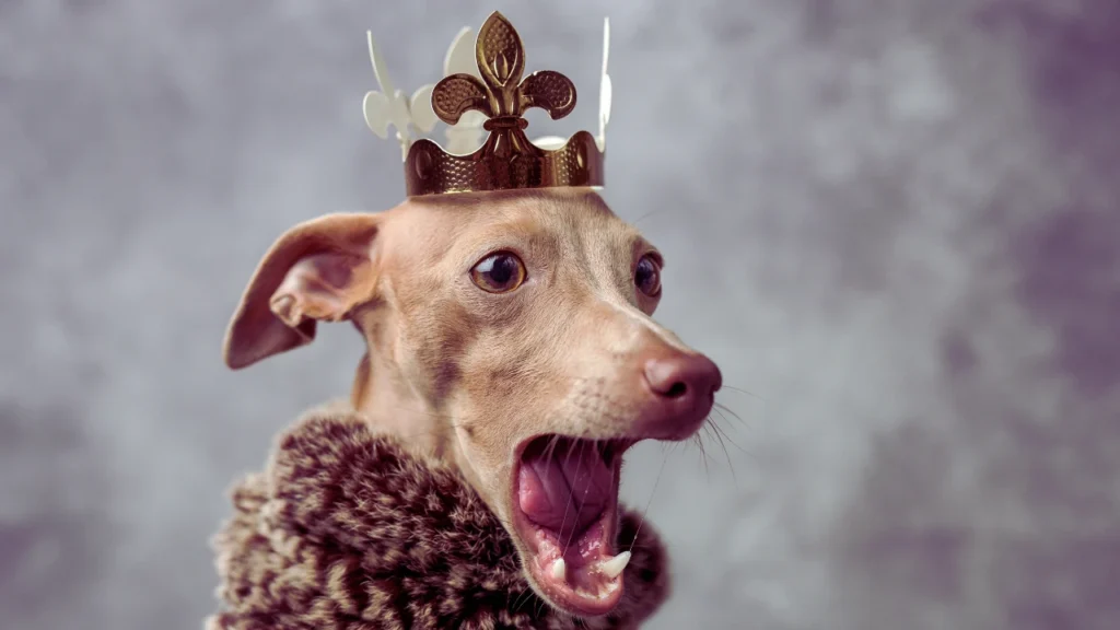 Toilet Humor Funny Dog Names