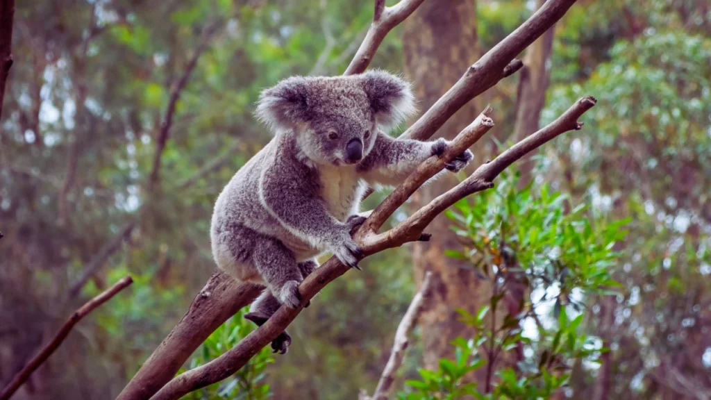 Unique Koala Names