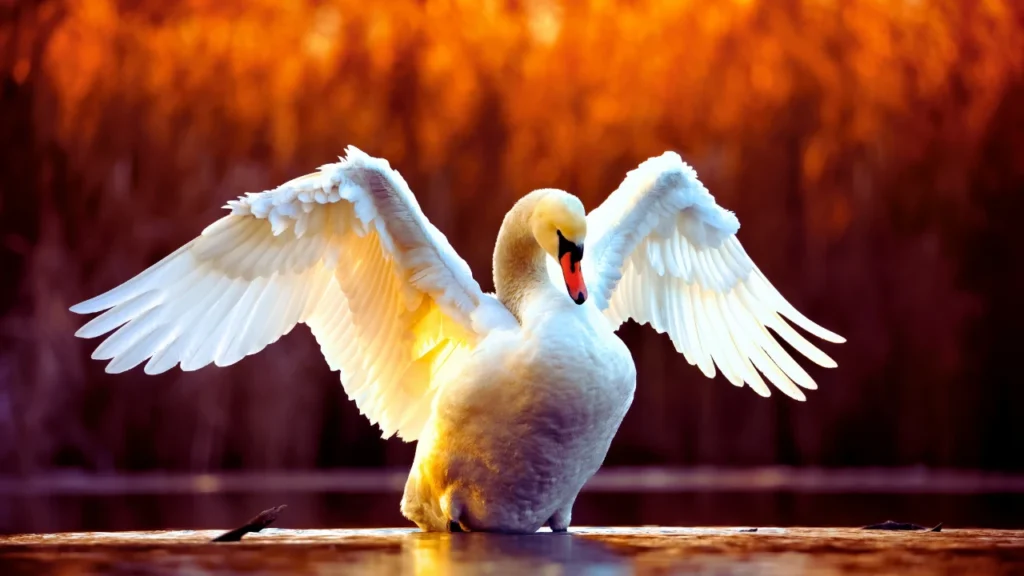 White Swan Names