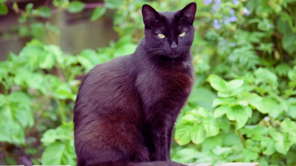 Witchy Black Cat Names