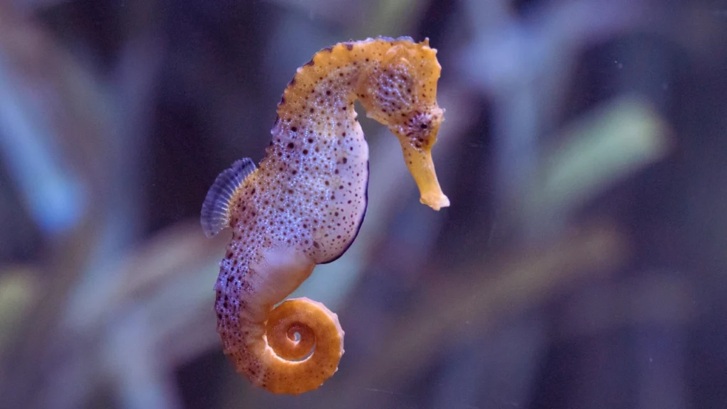 Baby Seahorse Names