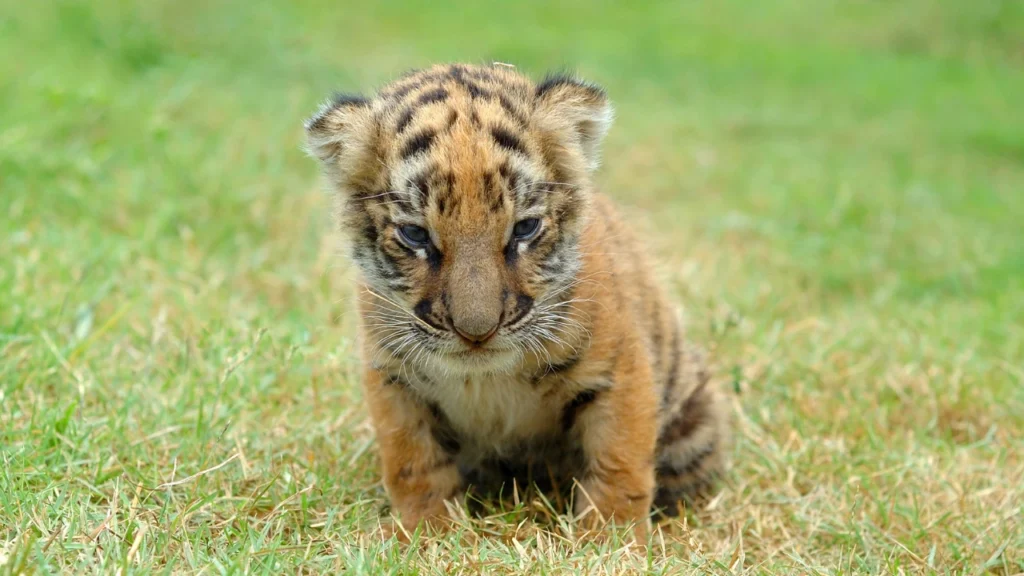 Baby Tiger Names