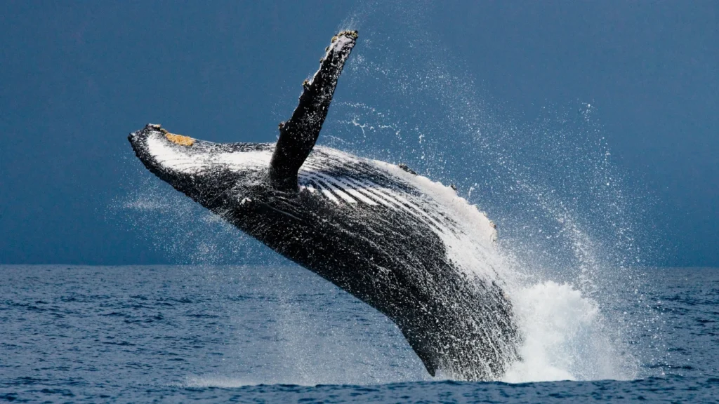 Baby Whale Names