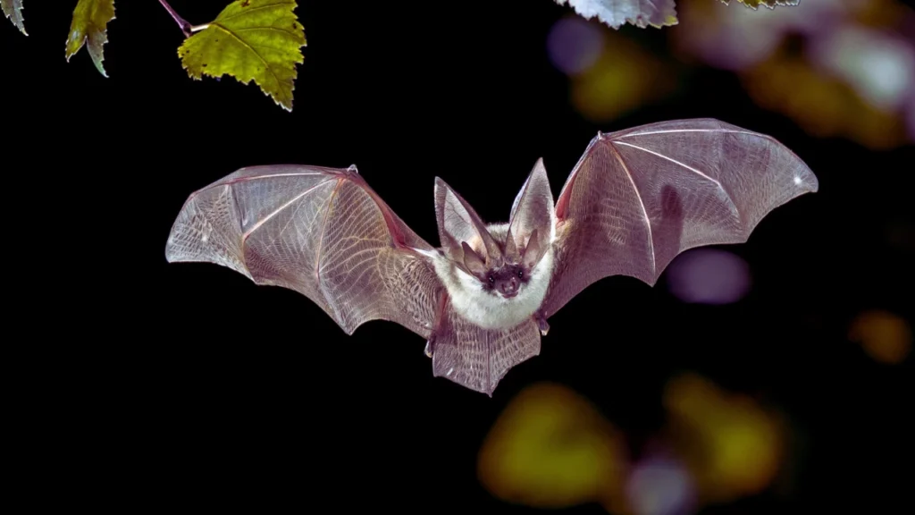 Bat Names for Boys