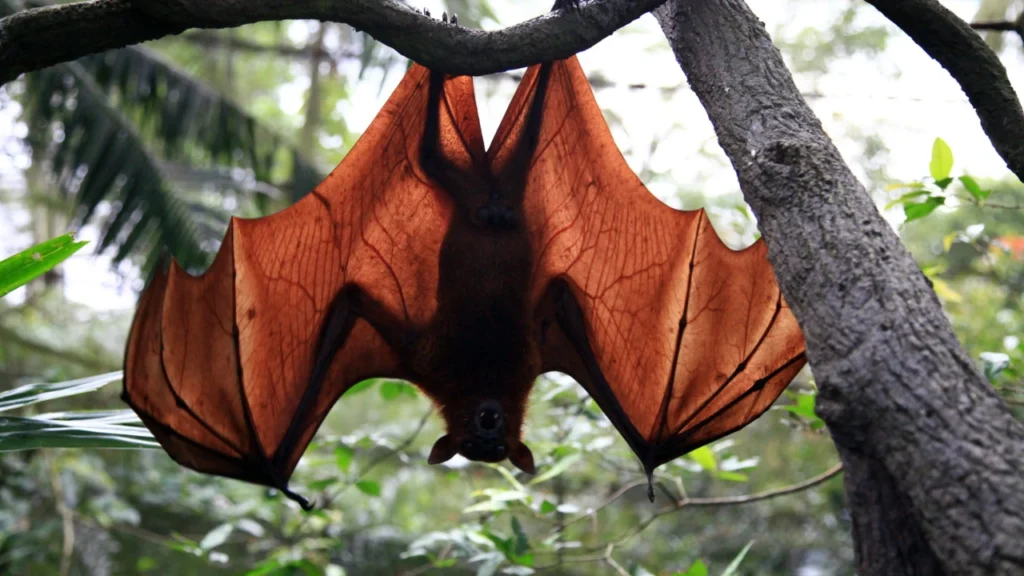 Best Bat Names