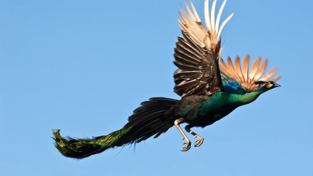 Best Peacock Names