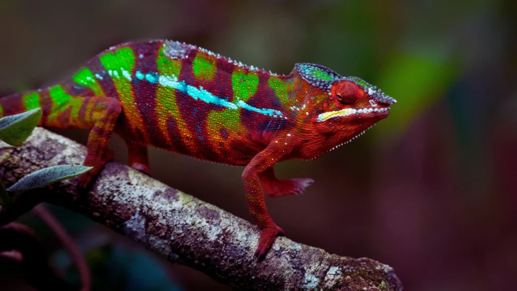Chameleon Names by Gender