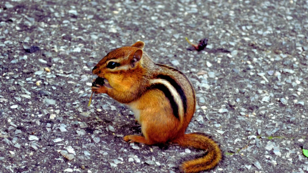 Chipmunk Names with Meanings