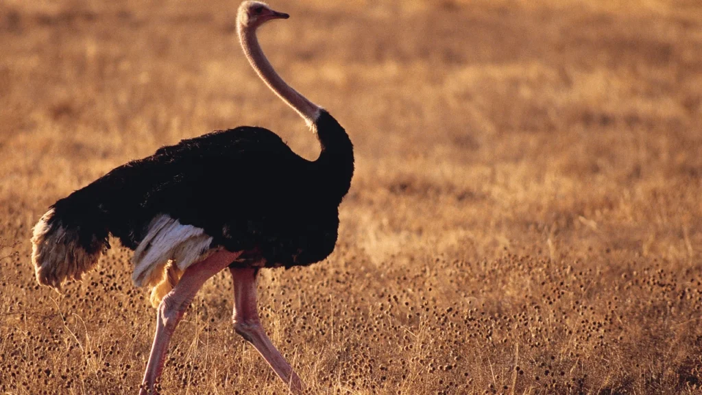 Color-Inspired Ostrich Names
