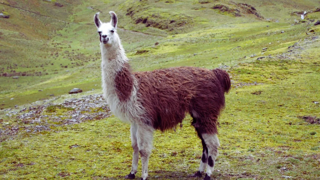 Cool Llama Names