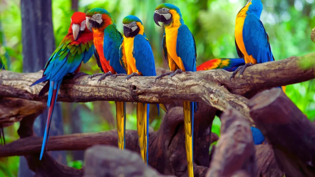 Cool Parrot Names