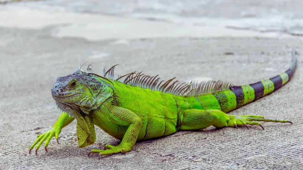 Cute Iguana Names