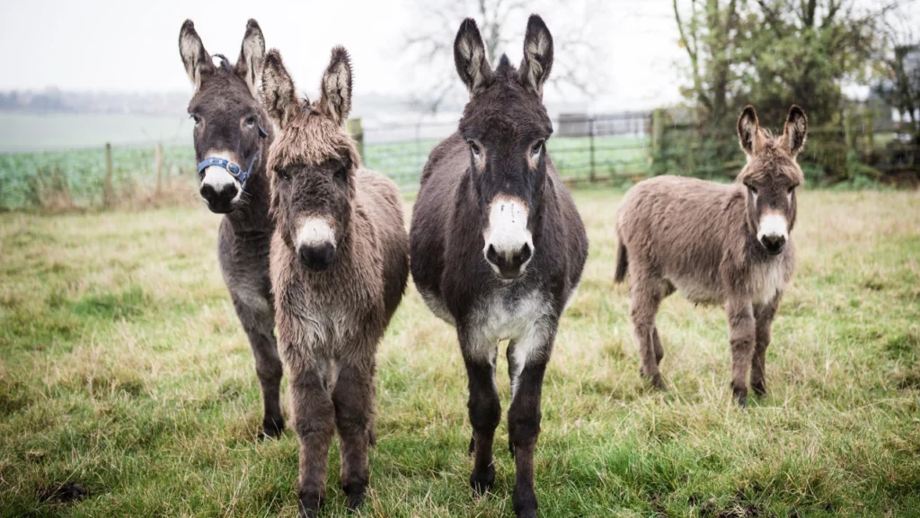 Donkey Nicknames