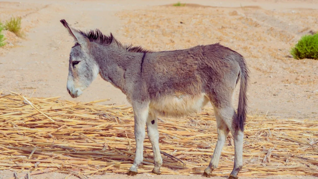 Female Donkey Names