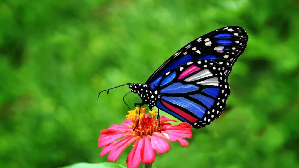 Funny Butterfly Names