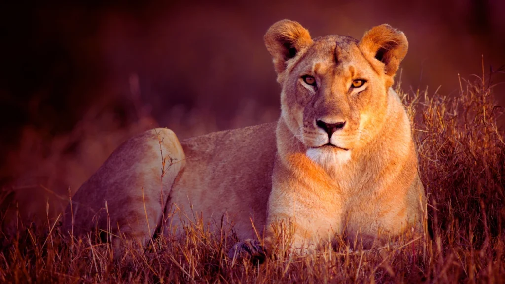 Funny Lioness Names