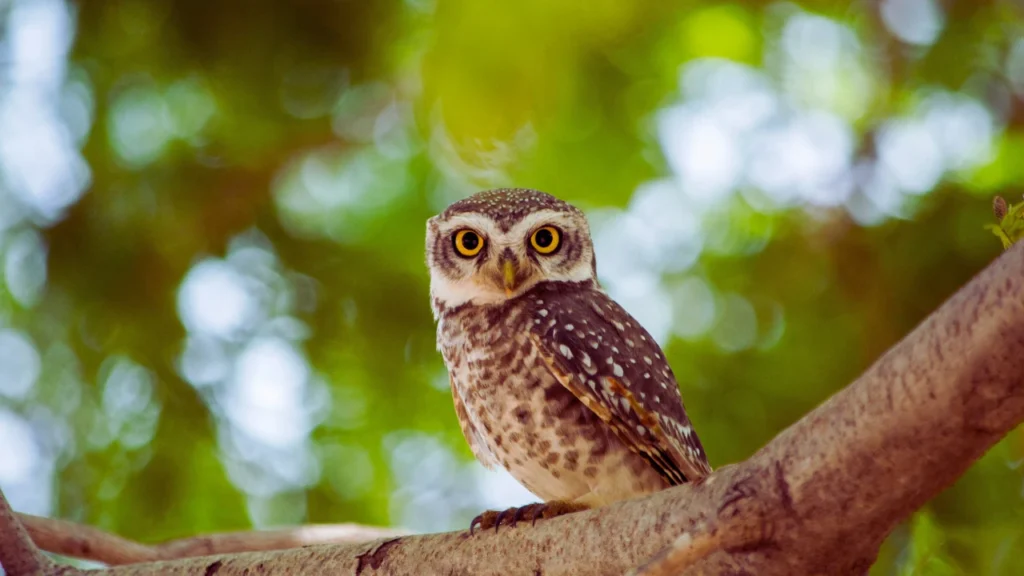 Funny Owl Names