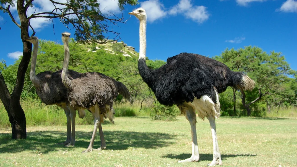 Good Ostrich Names