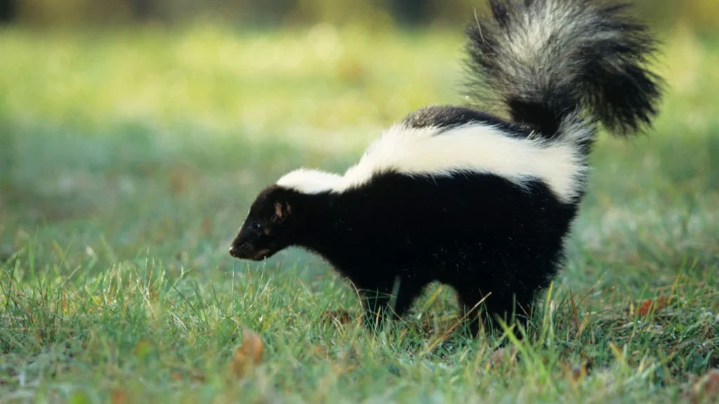 Good Skunk Names