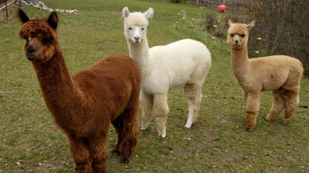 Group Names for Alpacas
