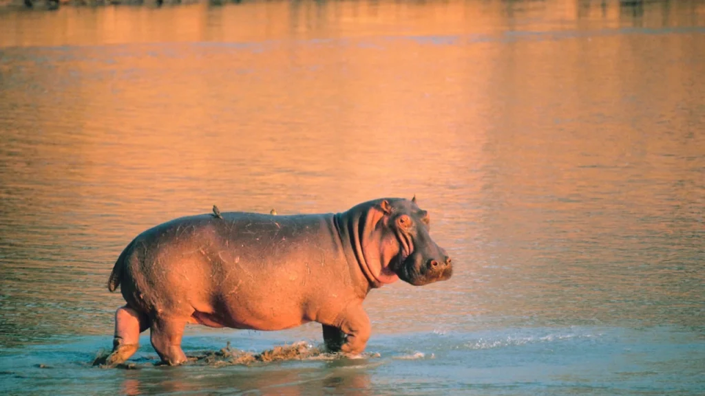 Hungry Hippo Names