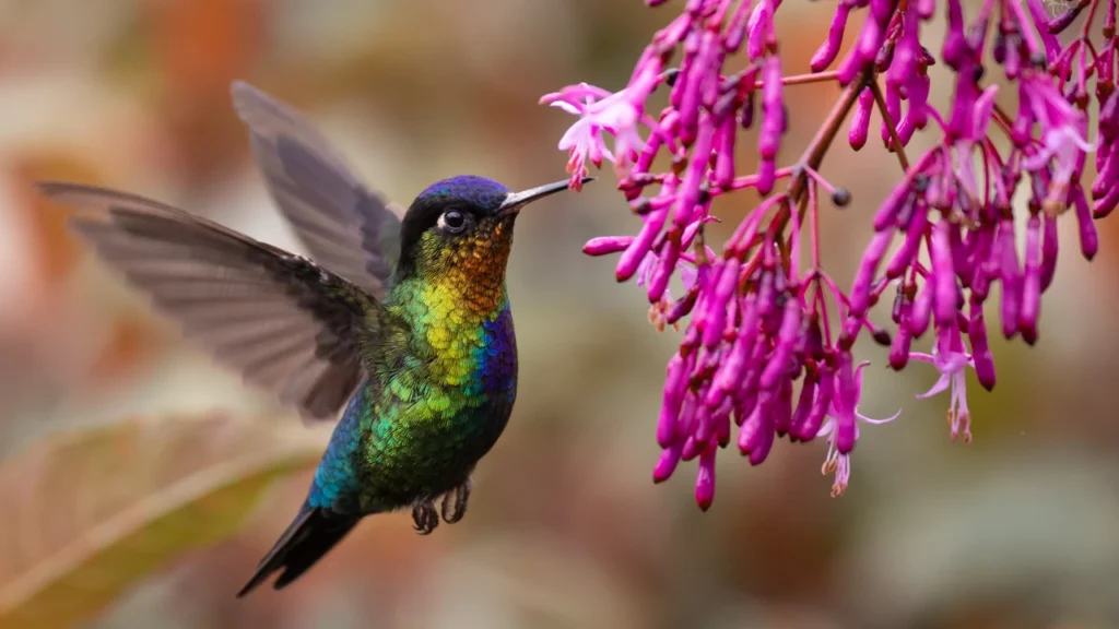 Male Hummingbird Names