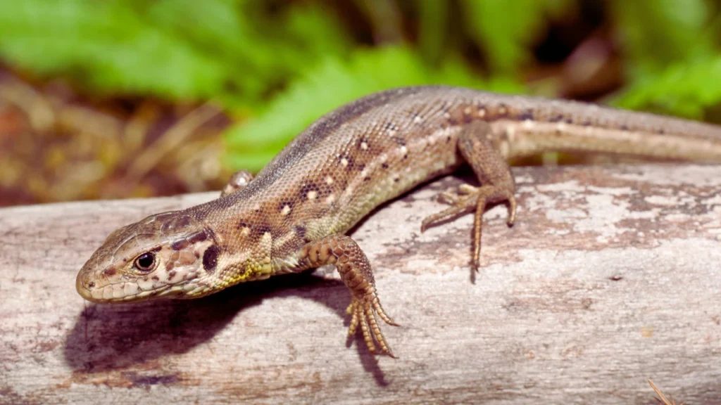 Male Lizard Names
