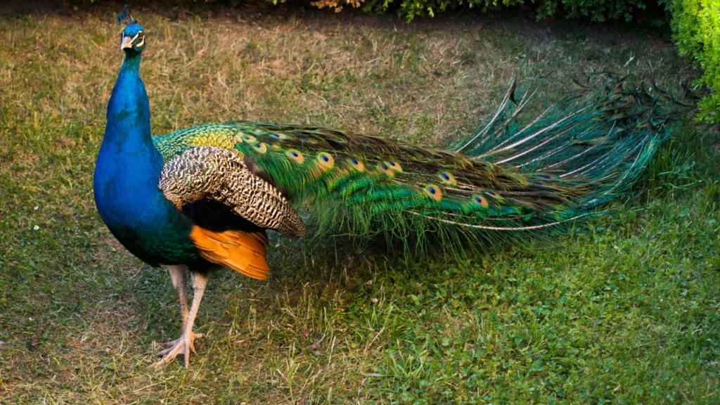 Male Peacock Names