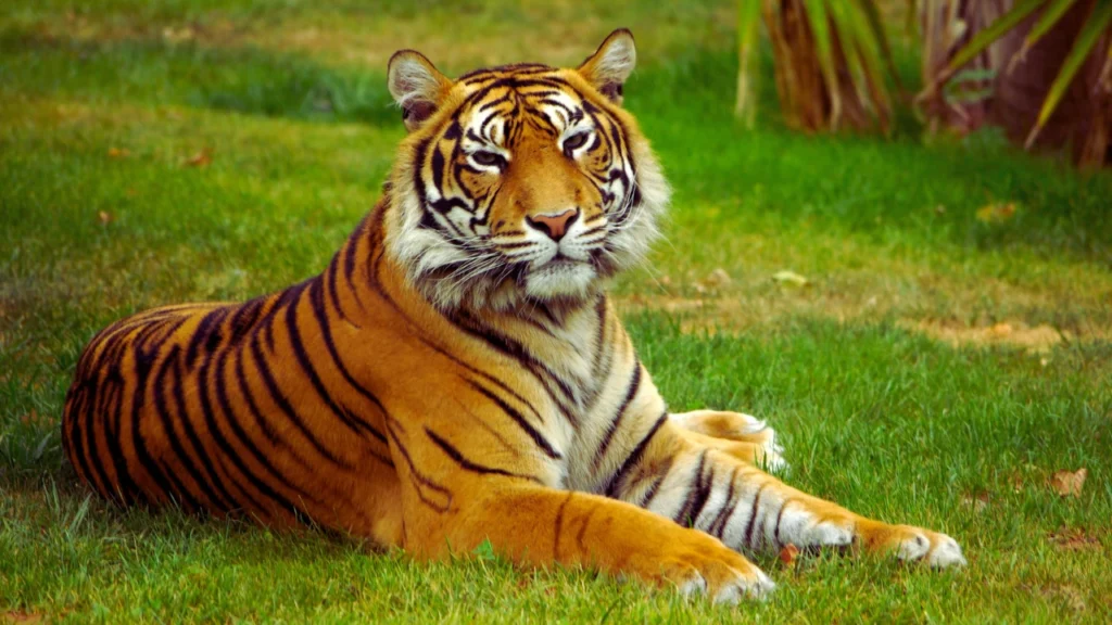 Male Tiger Names