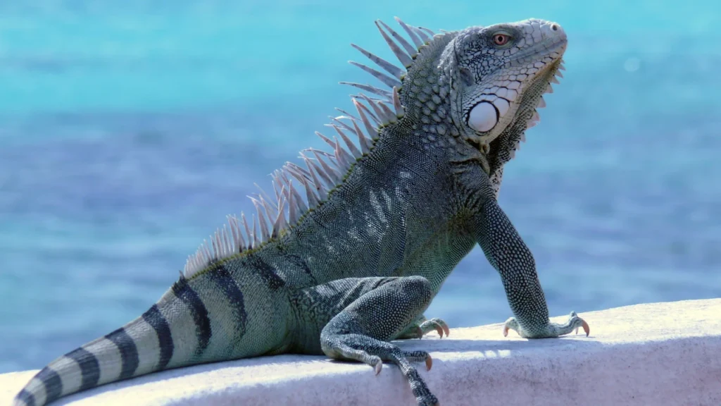 Marine Iguana Names