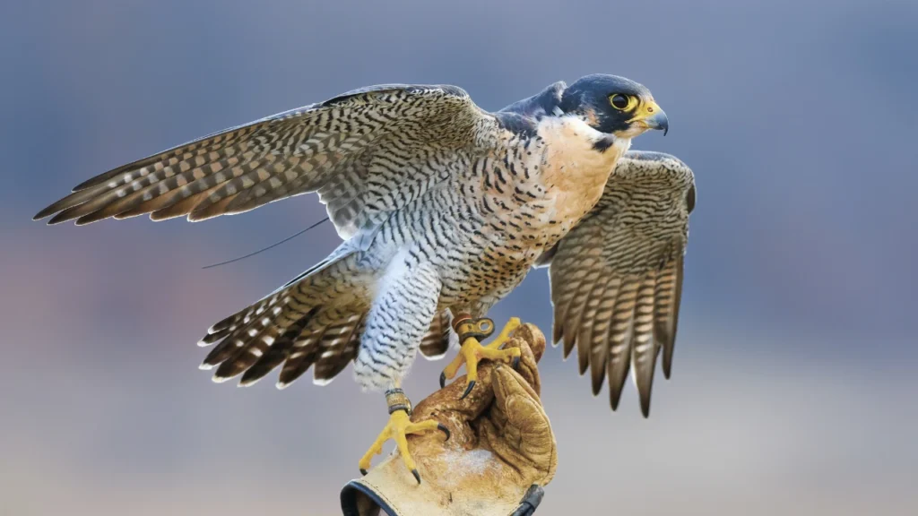 Names Denoting “Bird of Prey”