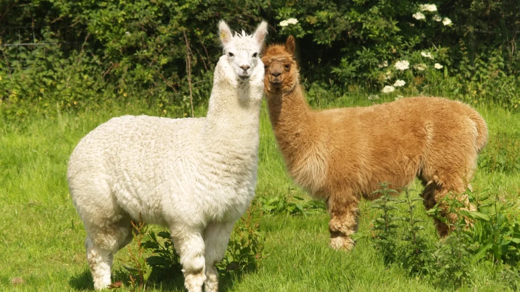 Names for Baby Alpacas