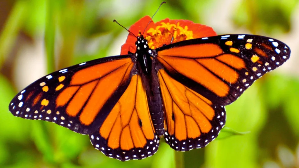 Names for Girls That Mean Butterfly