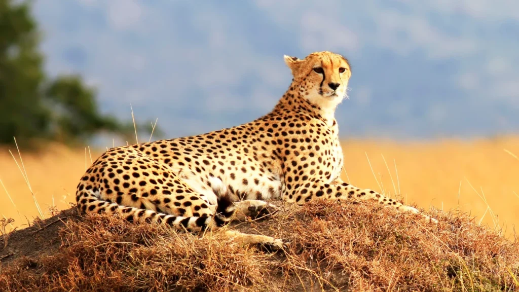 Nature-Inspired Cheetah Names