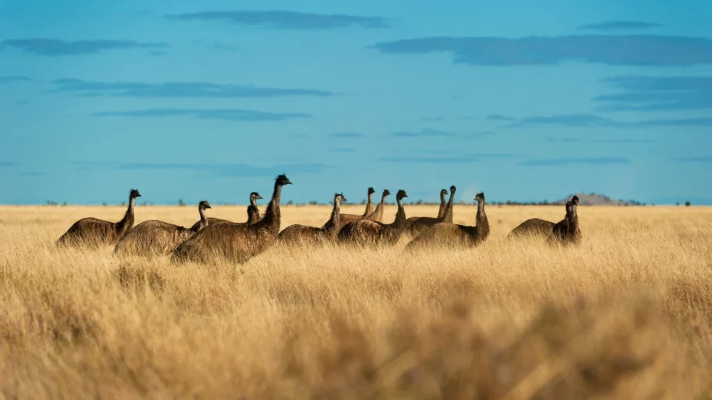 Nature-Inspired Emu Names