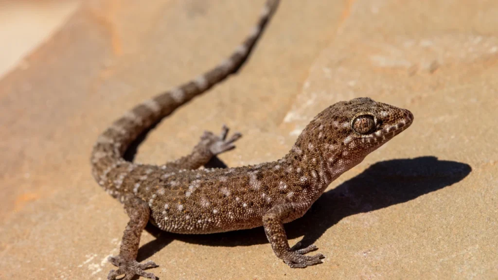 Nicknames for Lizards