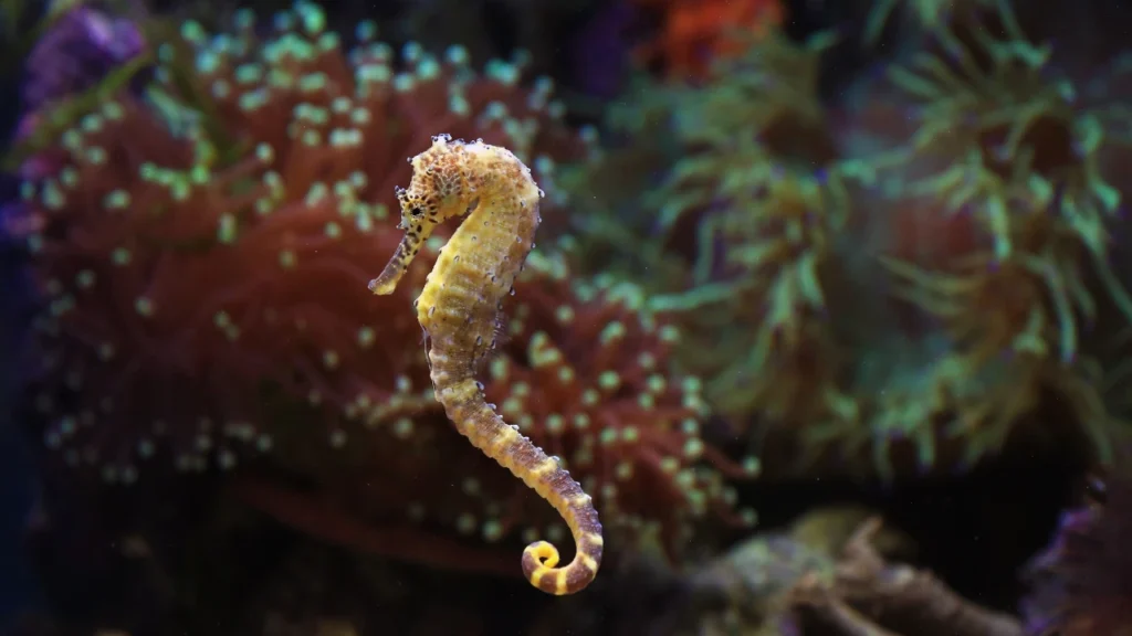Ocean-Inspired Seahorse Names