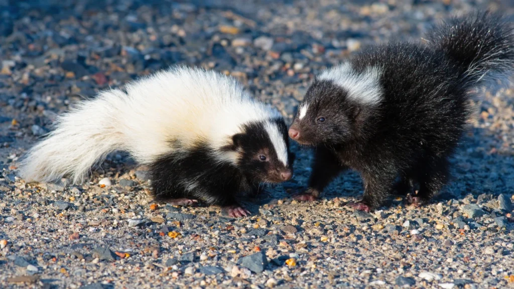 Other Names for Skunk