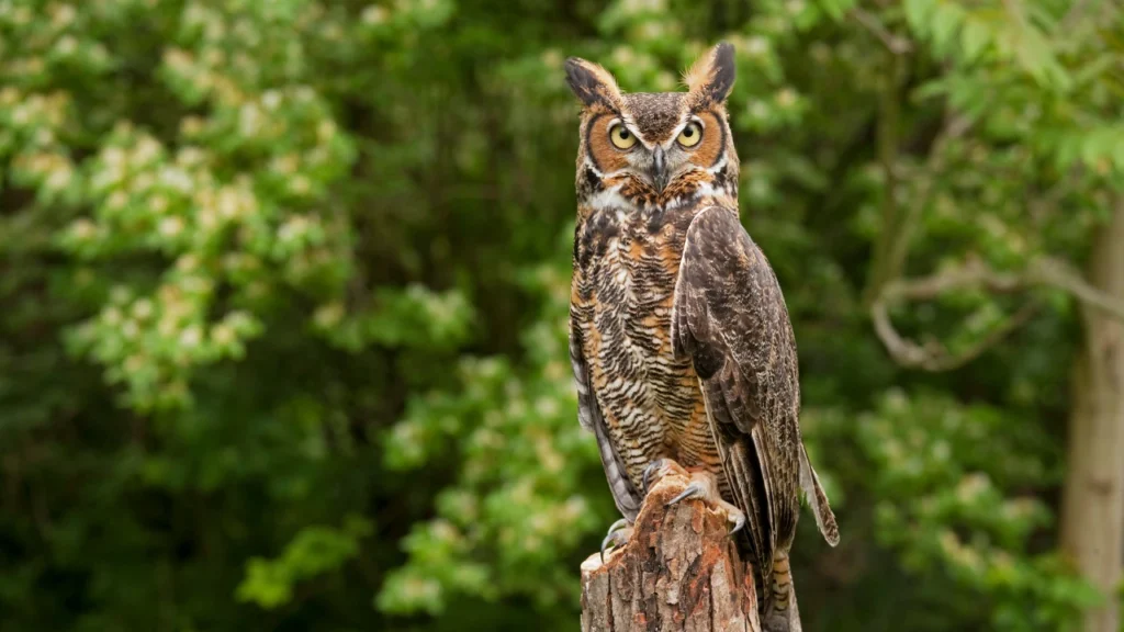 Owl Names in Mythology