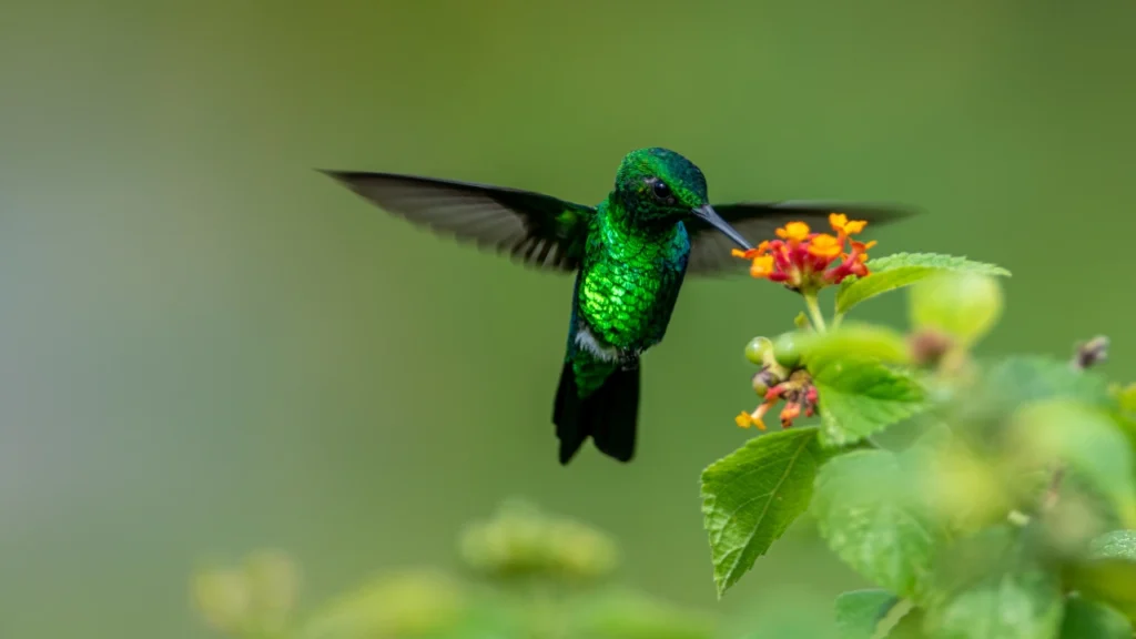 Popular Hummingbird Names in Movies