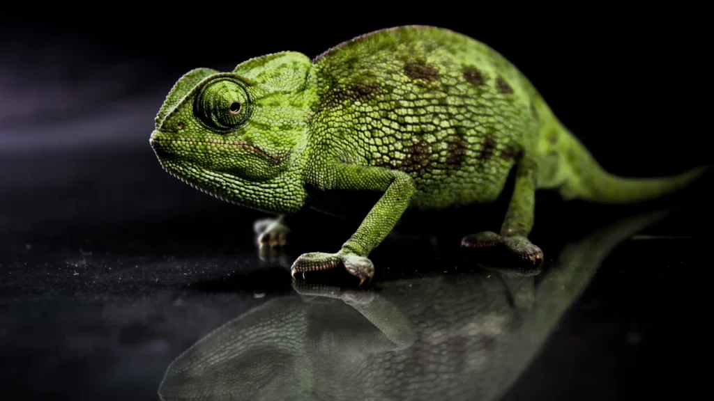 Scientific Chameleon Name Ideas