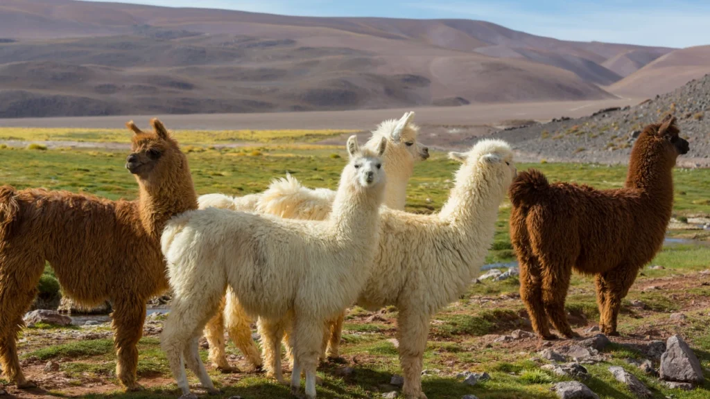 Spanish Llama Names