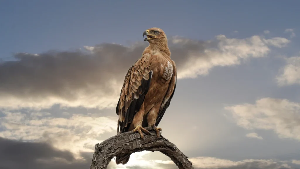 Strong Falcon Names