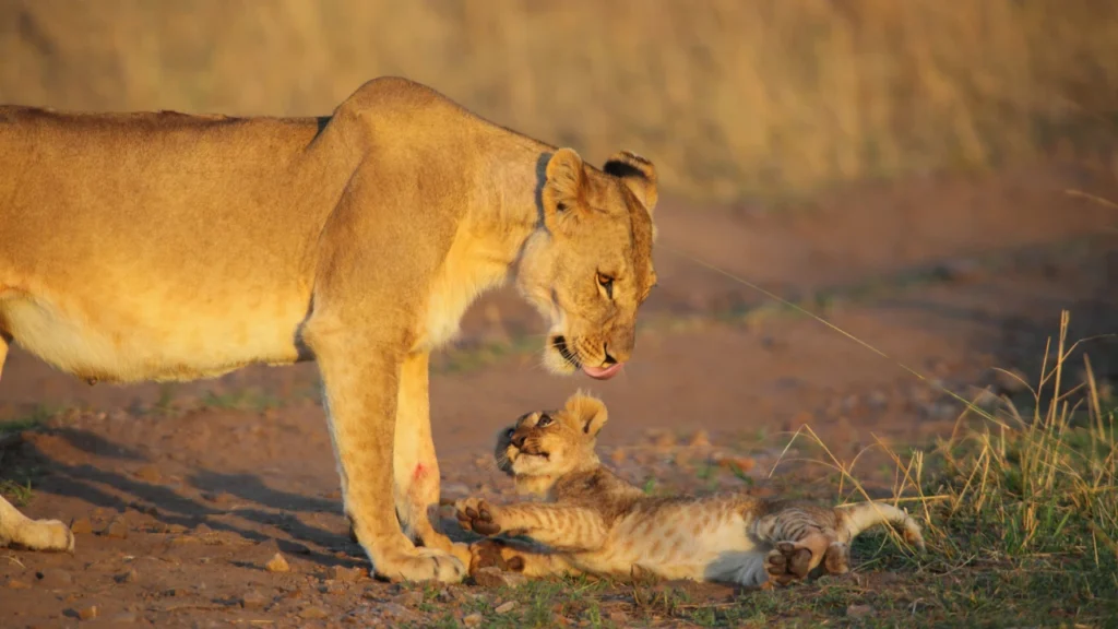 Twin Name Set for Lion & Lioness
