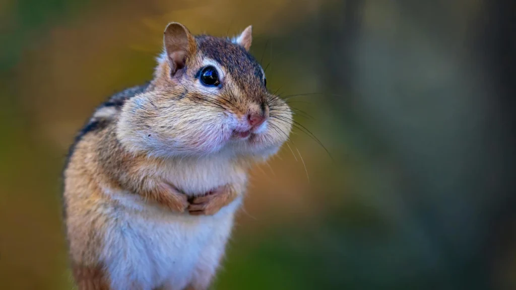 Unique Chipmunk Names